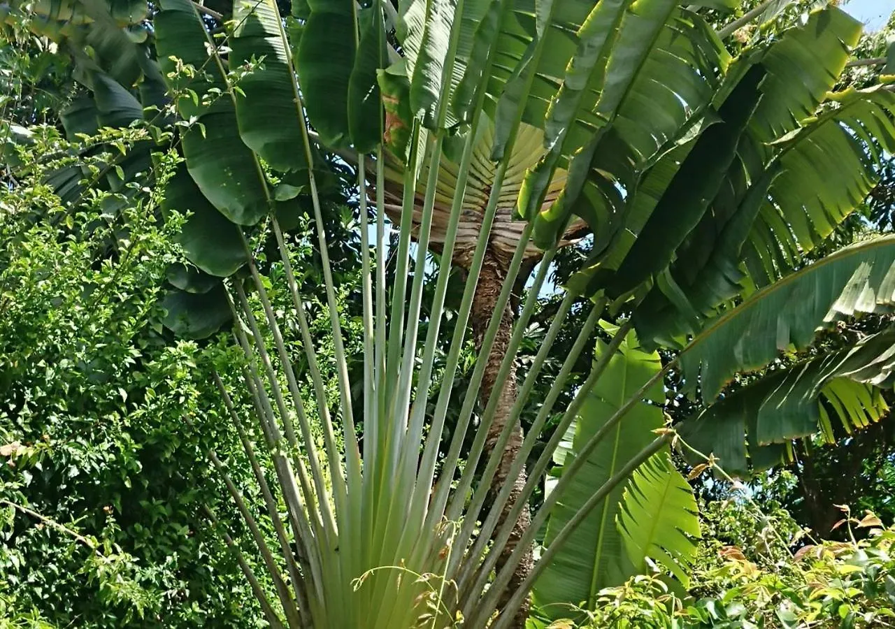 Nyaraló Domaine Le Bougainvillee Petit-Bourg Guadeloupe